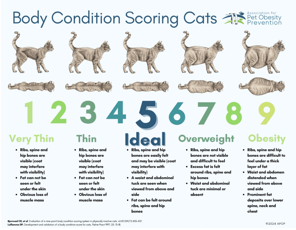 Screenshot 2025-05-05 at 90603 AM ⋆ Sassy Koonz Maine Coon Cattery body condition scoring chart for cats